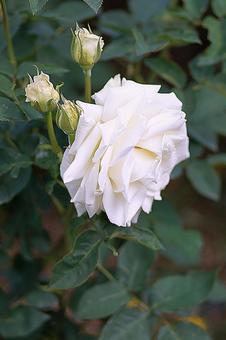 Aramaki Rose Garden 142 Tineke, JPG