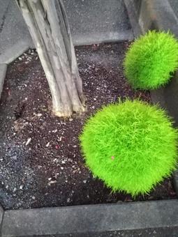 Photo, round, plant, fluffy, 