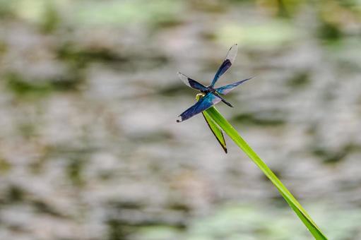 Butterfly dragonfly (64), JPG Butterfly dragonfly (64), JPG