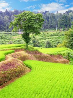 田舎の風景・田んぼ 田舎の風景・田んぼ 棚田,田舎,水田の写真素材