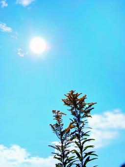 植物と太陽 植物と太陽の写真