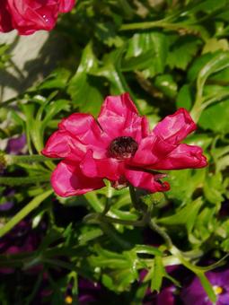 アネモネ アネモネ,花,植物の写真素材