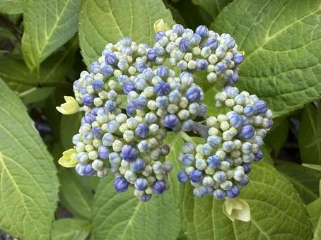 Photo, hakuji hydrangea, crush, plant, 