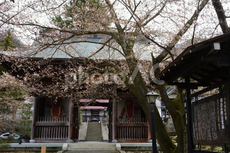 岩松院山門、さくら三分咲き サクラ,屋外,風景の写真素材