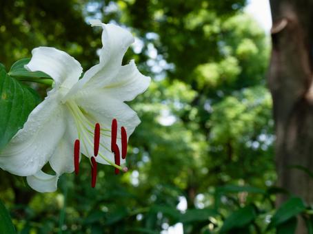 初夏の風景 初夏の風景 ユリ,白ユリ,花の写真素材