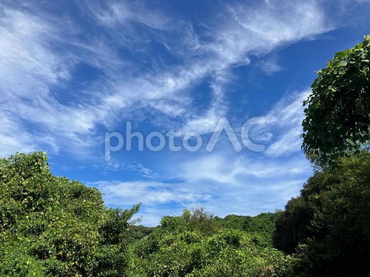 夏の森林と青空 山,森林,樹木の写真素材