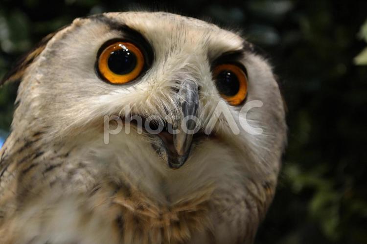 びっくりフクロウ フクロウ,フクロウカフェ,置き物の写真素材