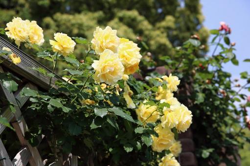 黄色いバラ バラ,バラ園,美しいの写真素材