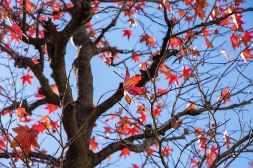 紅葉 紅葉の写真