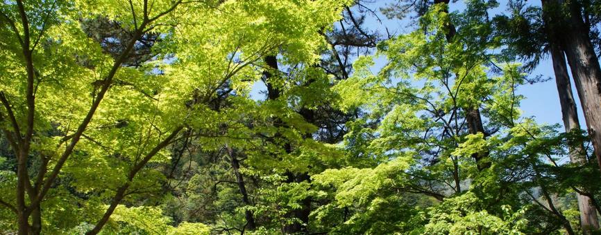 Photo, maple, autumn leaves, fresh green, 
