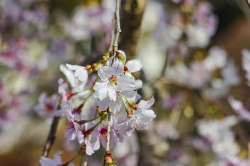 桜2 桜2の写真