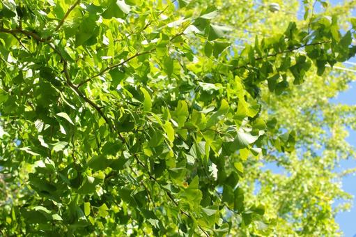 緑色のイチョウの葉の写真