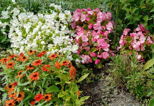 様々な庭の花 様々な庭の花の写真