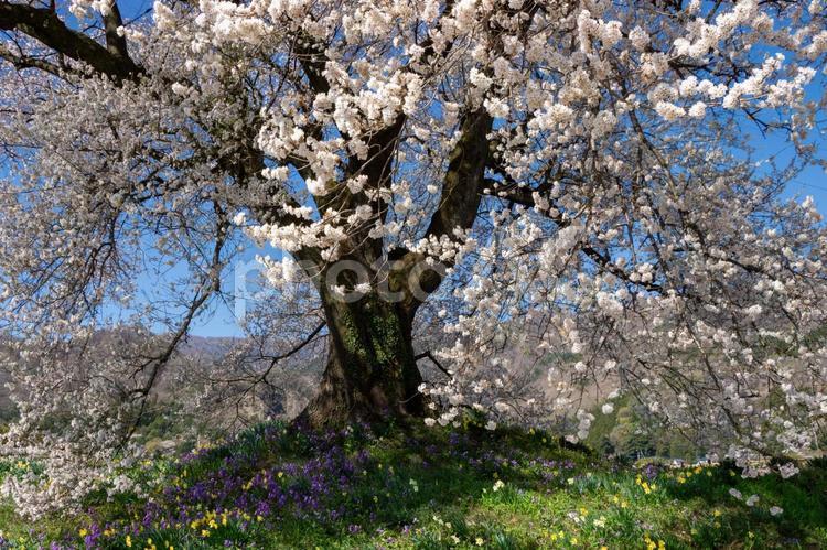 わに塚のサクラと春の草花 わに塚のサクラ,桜,さくらの写真素材