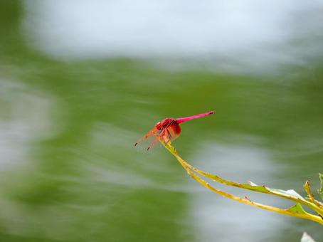 オスのベニトンボ オスのベニトンボ ベニトンボ,オス,美しいの写真素材