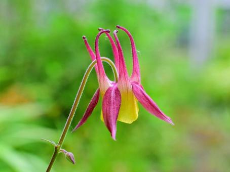初夏の山野草 - ヤマオダマキ 初夏の山野草 - ヤマオダマキの写真