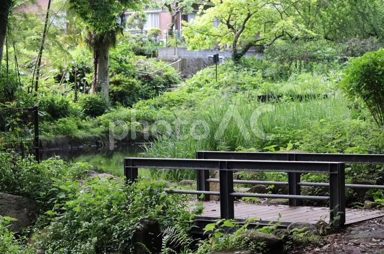 里山の橋 小川,森,自然の写真素材