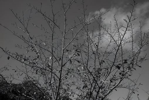 葉の落ちた樹木 木,植物,落葉の写真素材