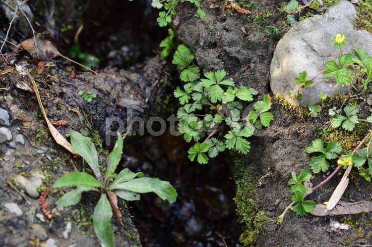 山を覆う植物 雑草,草,自然の写真素材