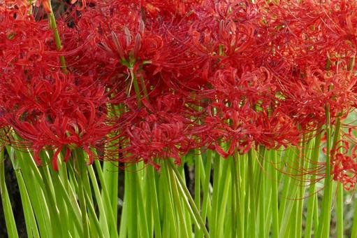 amaryllidaceae, planta, flor, flor roja, JPG