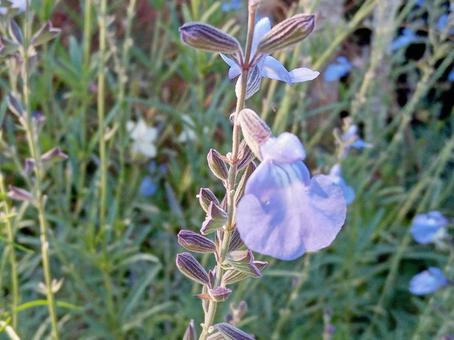 サルビア・アズレアの写真