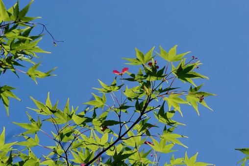 アオモミジ アオモミジ 紅葉,楓,春の写真素材