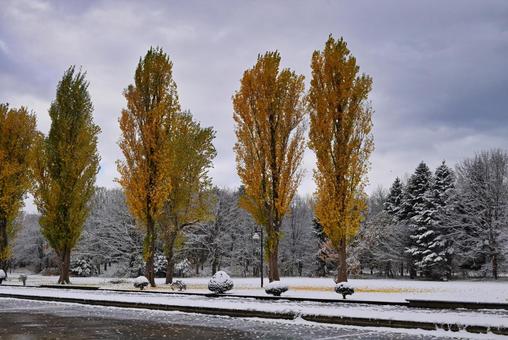 初冬の前田森林公園 初冬,前田森林公園,雪景色の写真素材