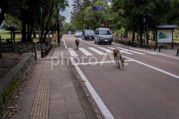 奈良公園沿いの一般道路を歩いて自動車の進行を邪魔する鹿 奈良公園,鹿,道路の写真素材