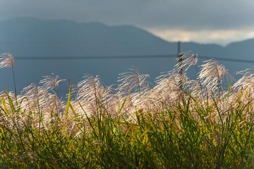 夕暮れに輝くススキと秋の風景 ススキ,芒,尾花の写真素材