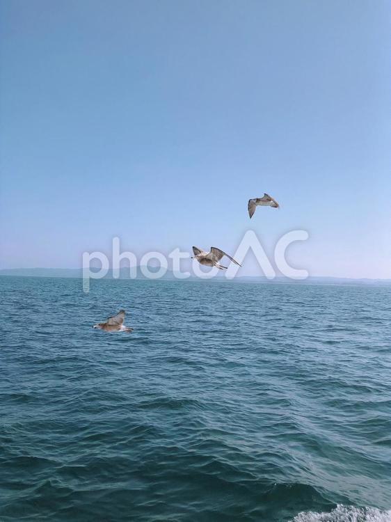 カモメと海 カモメ,鳥,海の写真素材