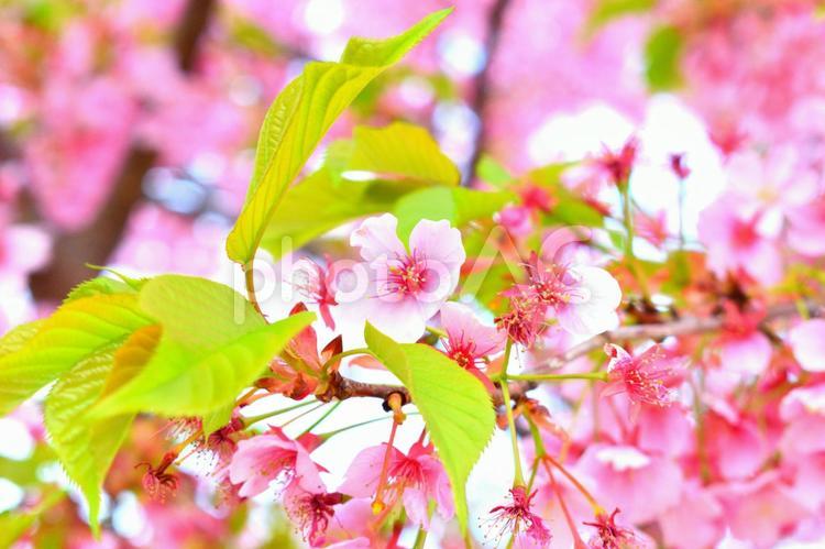 満開の河津桜　さくら 河津桜,カワヅサクラ,桜の写真素材
