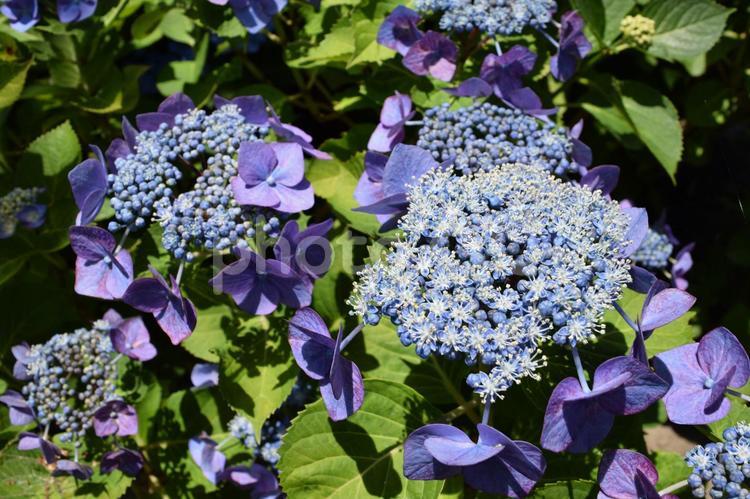 センセーション（アジサイ） センセーション,アジサイ,紫陽花の写真素材
