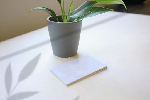名刺とオフィスのイメージ 観葉植物,名刺,影の写真素材
