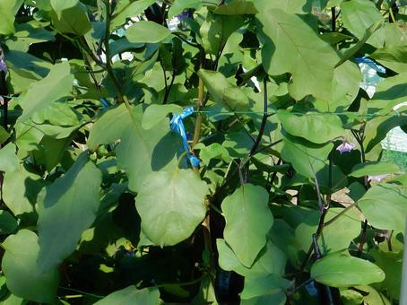 【風景写真】ナス畑の写真