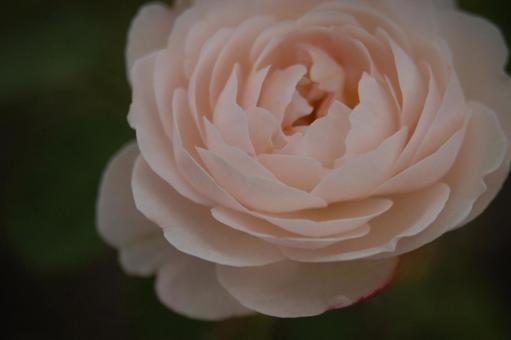 Camellia, JPG Camellia, JPG