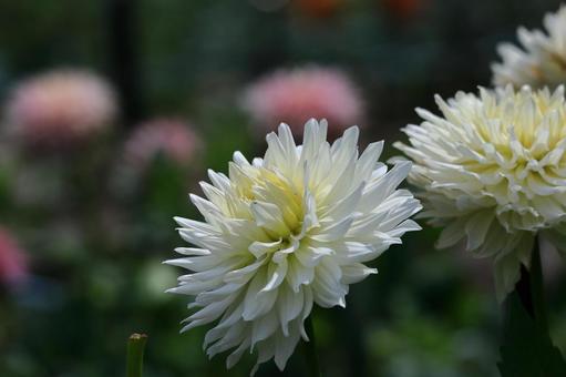 Photo, dahlia, flower, asteraceae plant, 