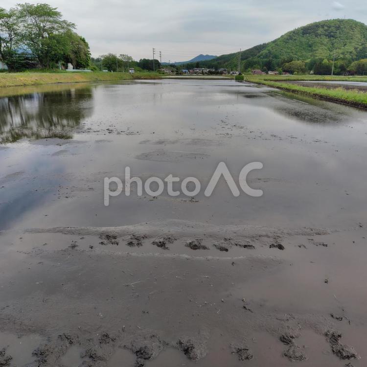 田植えの風景 春,田んぼ,田植えの写真素材