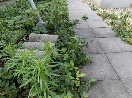 庭の雑草 庭の雑草 雑草,庭,草の写真素材