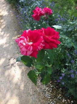 薔薇 薔薇の写真