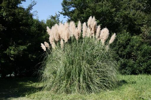 パンパスグラス　咲く風景 茎,羽毛状,花穂の写真素材