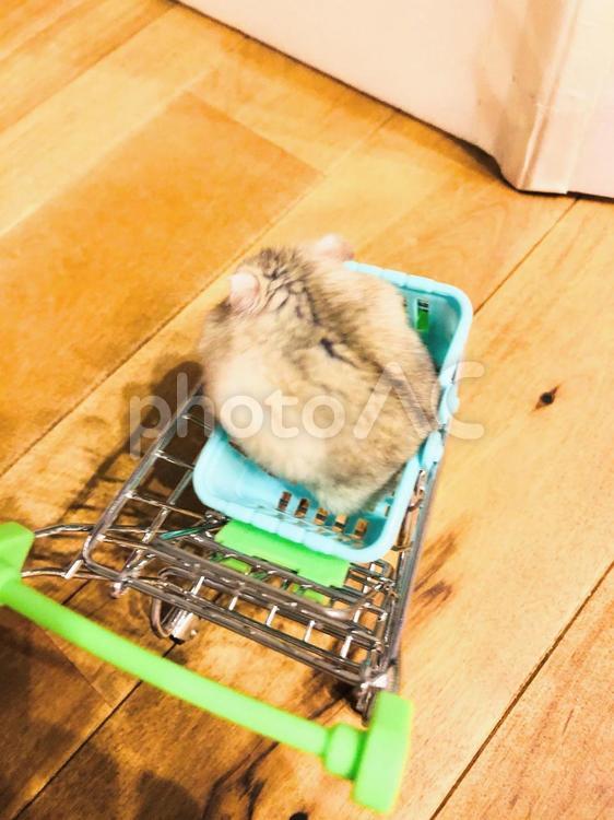 カートに乗るハムスターの後ろ姿 ハムスター,ジャンガリアン,カートの写真素材