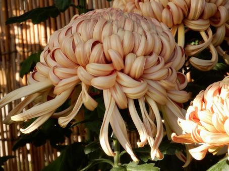 【風景写真】福山菊花展覧会の風景 キク,菊,菊花展の写真素材