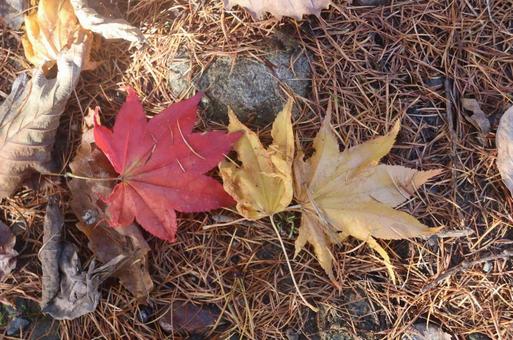 落ち葉 落ち葉,紅葉,秋の写真素材