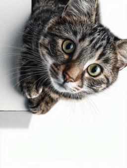 上から見下ろす猫 上から見下ろす猫の写真