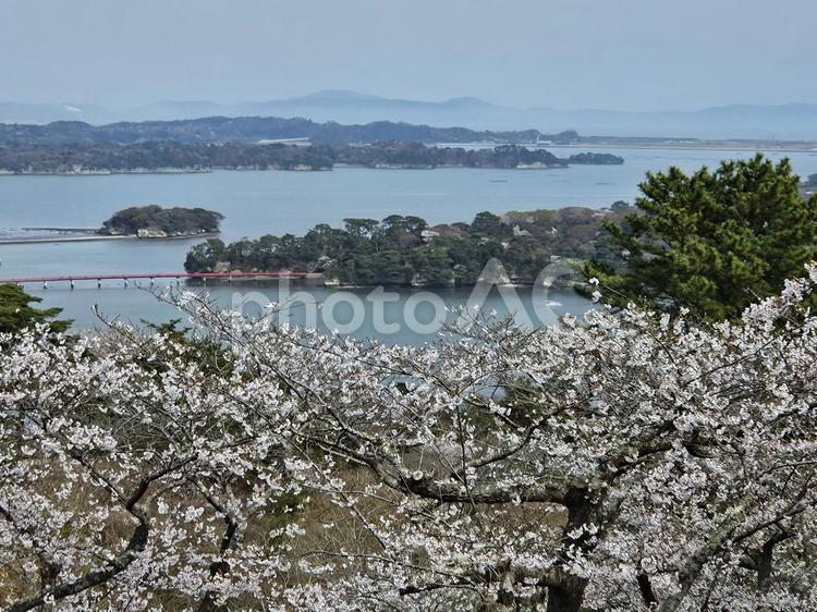 西行戻しの松公園 西行戻しの松公園,公園,桜の写真素材
