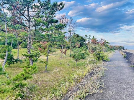 海岸　秋の岸辺　松　 海岸,沿岸,海の写真素材