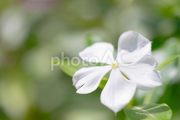 白い花 花,白,自然の写真素材