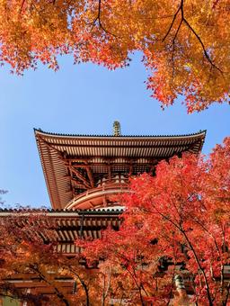 成田山の紅葉 成田山の紅葉の写真