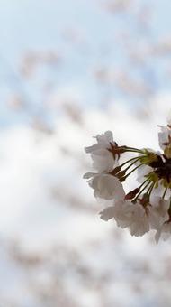 サクラ 小城公園,佐賀,佐賀県の写真素材