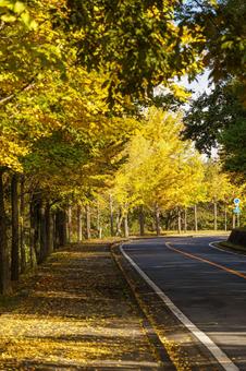 黄葉した道路沿いのイチョウの木 秋,風景,紅葉の写真素材